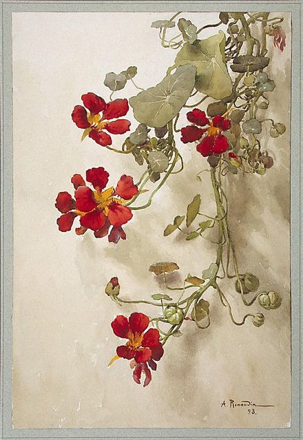Nasturtiums.jpg