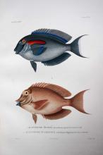 Hyacinthe LEGRAND       :  Planche de deux poissons